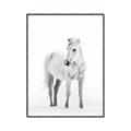Picture of Solo White Horse _GroupedProduct_Rectangle_Portrait_Photography _GroupedProduct_Rectangle_Portrait_Canvas_Framed_