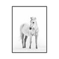 Picture of Solo White Horse _GroupedProduct_Rectangle_Portrait_Photography _GroupedProduct_Rectangle_Portrait_Canvas_Framed_