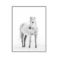 Picture of Solo White Horse _GroupedProduct_Rectangle_Portrait_Photography _GroupedProduct_Rectangle_Portrait_Canvas_Framed_