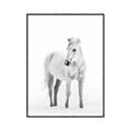 Picture of Solo White Horse _GroupedProduct_Rectangle_Portrait_Photography _GroupedProduct_Rectangle_Portrait_Canvas_Framed_