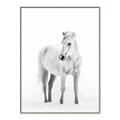 Picture of Solo White Horse _GroupedProduct_Rectangle_Portrait_Photography _GroupedProduct_Rectangle_Portrait_Canvas_Framed_