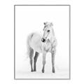 Picture of Solo White Horse _GroupedProduct_Rectangle_Portrait_Photography _GroupedProduct_Rectangle_Portrait_Canvas_Framed_