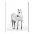 Picture of Solo White Horse _GroupedProduct_Rectangle_Portrait_Photography _GroupedProduct_Rectangle_Portrait_Canvas_Framed_