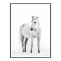 Picture of Solo White Horse _GroupedProduct_Rectangle_Portrait_Photography _GroupedProduct_Rectangle_Portrait_Canvas_Framed_