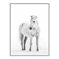 Picture of Solo White Horse _GroupedProduct_Rectangle_Portrait_Photography _GroupedProduct_Rectangle_Portrait_Canvas_Framed_