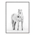 Picture of Solo White Horse _GroupedProduct_Rectangle_Portrait_Photography _GroupedProduct_Rectangle_Portrait_Canvas_Framed_