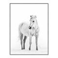 Picture of Solo White Horse _GroupedProduct_Rectangle_Portrait_Photography _GroupedProduct_Rectangle_Portrait_Canvas_Framed_