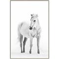 Picture of Solo White Horse _GroupedProduct_Rectangle_Portrait_Photography _GroupedProduct_Rectangle_Portrait_Canvas_Framed_