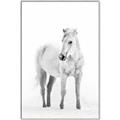 Picture of Solo White Horse _GroupedProduct_Rectangle_Portrait_Photography _GroupedProduct_Rectangle_Portrait_Canvas_Framed_