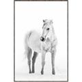 Picture of Solo White Horse _GroupedProduct_Rectangle_Portrait_Photography _GroupedProduct_Rectangle_Portrait_Canvas_Framed_