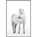 Picture of Solo White Horse _GroupedProduct_Rectangle_Portrait_Photography _GroupedProduct_Rectangle_Portrait_Canvas_Framed_