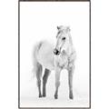 Picture of Solo White Horse _GroupedProduct_Rectangle_Portrait_Photography _GroupedProduct_Rectangle_Portrait_Canvas_Framed_
