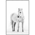 Picture of Solo White Horse _GroupedProduct_Rectangle_Portrait_Photography _GroupedProduct_Rectangle_Portrait_Canvas_Framed_