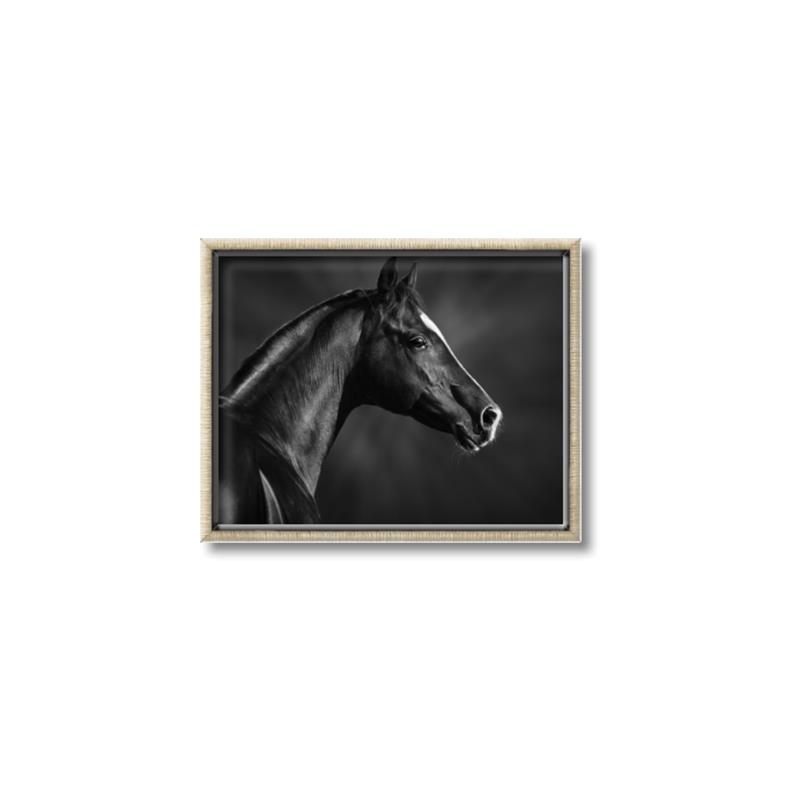 Picture of Black Beauty _GroupedProduct_Rectangle_Landscape_Photography _GroupedProduct_Rectangle_Landscape_Canvas_Framed_