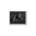 Picture of Black Beauty _GroupedProduct_Rectangle_Landscape_Photography _GroupedProduct_Rectangle_Landscape_Canvas_Framed_