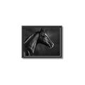 Picture of Black Beauty _GroupedProduct_Rectangle_Landscape_Photography _GroupedProduct_Rectangle_Landscape_Canvas_Framed_