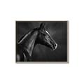 Picture of Black Beauty _GroupedProduct_Rectangle_Landscape_Photography _GroupedProduct_Rectangle_Landscape_Canvas_Framed_
