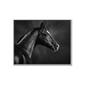 Picture of Black Beauty _GroupedProduct_Rectangle_Landscape_Photography _GroupedProduct_Rectangle_Landscape_Canvas_Framed_