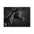 Picture of Black Beauty _GroupedProduct_Rectangle_Landscape_Photography _GroupedProduct_Rectangle_Landscape_Canvas_Framed_
