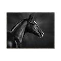 Picture of Black Beauty _GroupedProduct_Rectangle_Landscape_Photography _GroupedProduct_Rectangle_Landscape_Canvas_Framed_
