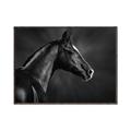 Picture of Black Beauty _GroupedProduct_Rectangle_Landscape_Photography _GroupedProduct_Rectangle_Landscape_Canvas_Framed_