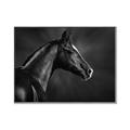 Picture of Black Beauty _GroupedProduct_Rectangle_Landscape_Photography _GroupedProduct_Rectangle_Landscape_Canvas_Framed_
