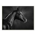 Picture of Black Beauty _GroupedProduct_Rectangle_Landscape_Photography _GroupedProduct_Rectangle_Landscape_Canvas_Framed_