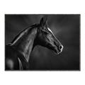 Picture of Black Beauty _GroupedProduct_Rectangle_Landscape_Photography _GroupedProduct_Rectangle_Landscape_Canvas_Framed_
