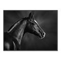 Picture of Black Beauty _GroupedProduct_Rectangle_Landscape_Photography _GroupedProduct_Rectangle_Landscape_Canvas_Framed_
