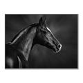 Picture of Black Beauty _GroupedProduct_Rectangle_Landscape_Photography _GroupedProduct_Rectangle_Landscape_Canvas_Framed_