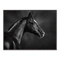Picture of Black Beauty _GroupedProduct_Rectangle_Landscape_Photography _GroupedProduct_Rectangle_Landscape_Canvas_Framed_