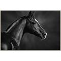 Picture of Black Beauty _GroupedProduct_Rectangle_Landscape_Photography _GroupedProduct_Rectangle_Landscape_Canvas_Framed_