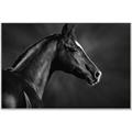 Picture of Black Beauty _GroupedProduct_Rectangle_Landscape_Photography _GroupedProduct_Rectangle_Landscape_Canvas_Framed_