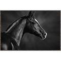 Picture of Black Beauty _GroupedProduct_Rectangle_Landscape_Photography _GroupedProduct_Rectangle_Landscape_Canvas_Framed_