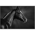 Picture of Black Beauty _GroupedProduct_Rectangle_Landscape_Photography _GroupedProduct_Rectangle_Landscape_Canvas_Framed_