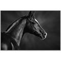 Picture of Black Beauty _GroupedProduct_Rectangle_Landscape_Photography _GroupedProduct_Rectangle_Landscape_Canvas_Framed_