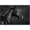 Picture of Black Beauty _GroupedProduct_Rectangle_Landscape_Photography _GroupedProduct_Rectangle_Landscape_Canvas_Framed_