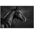 Picture of Black Beauty _GroupedProduct_Rectangle_Landscape_Photography _GroupedProduct_Rectangle_Landscape_Canvas_Framed_