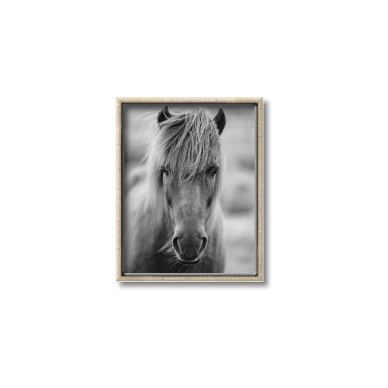 Picture of Icelandic horse in black and white _GroupedProduct_Rectangle_Portrait_Photography _GroupedProduct_Rectangle_Portrait_Canvas_Framed_