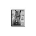 Picture of Icelandic horse in black and white _GroupedProduct_Rectangle_Portrait_Photography _GroupedProduct_Rectangle_Portrait_Canvas_Framed_