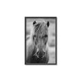 Picture of Icelandic horse in black and white _GroupedProduct_Rectangle_Portrait_Photography _GroupedProduct_Rectangle_Portrait_Canvas_Framed_