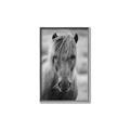 Picture of Icelandic horse in black and white _GroupedProduct_Rectangle_Portrait_Photography _GroupedProduct_Rectangle_Portrait_Canvas_Framed_