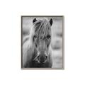 Picture of Icelandic horse in black and white _GroupedProduct_Rectangle_Portrait_Photography _GroupedProduct_Rectangle_Portrait_Canvas_Framed_