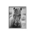 Picture of Icelandic horse in black and white _GroupedProduct_Rectangle_Portrait_Photography _GroupedProduct_Rectangle_Portrait_Canvas_Framed_