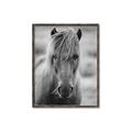 Picture of Icelandic horse in black and white _GroupedProduct_Rectangle_Portrait_Photography _GroupedProduct_Rectangle_Portrait_Canvas_Framed_