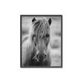 Picture of Icelandic horse in black and white _GroupedProduct_Rectangle_Portrait_Photography _GroupedProduct_Rectangle_Portrait_Canvas_Framed_
