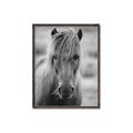 Picture of Icelandic horse in black and white _GroupedProduct_Rectangle_Portrait_Photography _GroupedProduct_Rectangle_Portrait_Canvas_Framed_