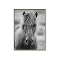 Picture of Icelandic horse in black and white _GroupedProduct_Rectangle_Portrait_Photography _GroupedProduct_Rectangle_Portrait_Canvas_Framed_