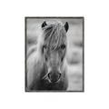 Picture of Icelandic horse in black and white _GroupedProduct_Rectangle_Portrait_Photography _GroupedProduct_Rectangle_Portrait_Canvas_Framed_