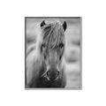 Picture of Icelandic horse in black and white _GroupedProduct_Rectangle_Portrait_Photography _GroupedProduct_Rectangle_Portrait_Canvas_Framed_